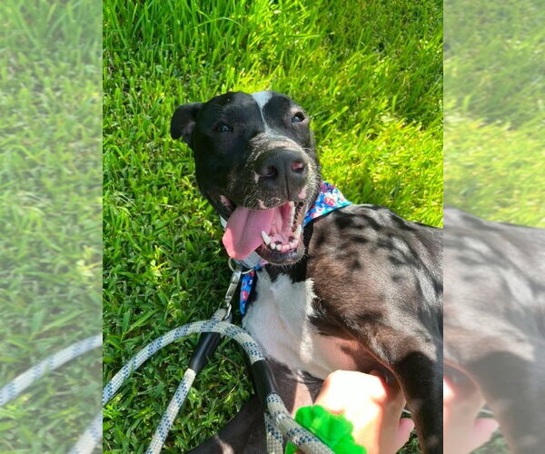 Medium Photo #11 American Pit Bull Terrier-Unknown Mix Puppy For Sale in Oakhurst, NJ, USA