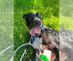 Small #10 American Pit Bull Terrier Mix