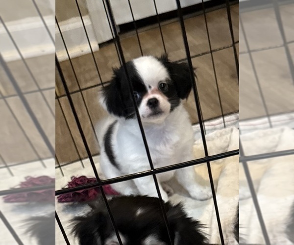 Medium Photo #2 ShiChi Puppy For Sale in FORTSON, GA, USA