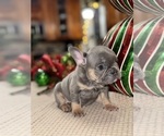Small Photo #21 French Bulldog Puppy For Sale in HILTON, NY, USA
