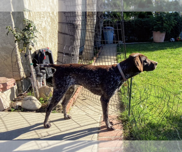 Medium Photo #11 German Shorthaired Pointer-Poodle (Standard) Mix Puppy For Sale in AZUSA, CA, USA