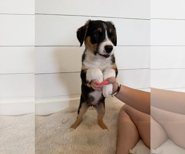 Medium Photo #5 Border Collie-Unknown Mix Puppy For Sale in Sandy, UT, USA
