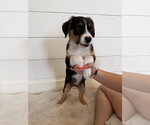 Small #4 Border Collie Mix