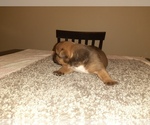 Small Photo #1 American Bully Mikelands  Puppy For Sale in BLADENSBURG, MD, USA