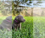 Small Photo #9 Labrador Retriever Puppy For Sale in WARNER ROBINS, GA, USA