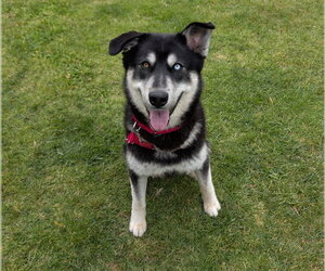 Siberian Husky-Unknown Mix Dogs for adoption in San Clemente, CA, USA
