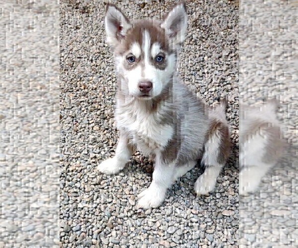 Medium Photo #1 Siberian Husky Puppy For Sale in TUCSON, AZ, USA