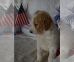 Small Photo #29 Poodle (Standard) Puppy For Sale in INDEPENDENCE, MO, USA