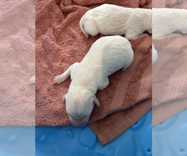Medium Photo #1 Labrador Retriever Puppy For Sale in LIMESTONE, TN, USA