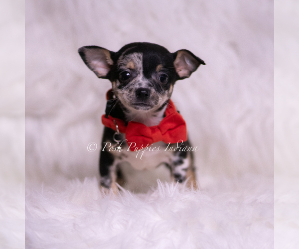 Medium Photo #3 Chihuahua Puppy For Sale in WARSAW, IN, USA