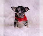 Small #2 Chihuahua