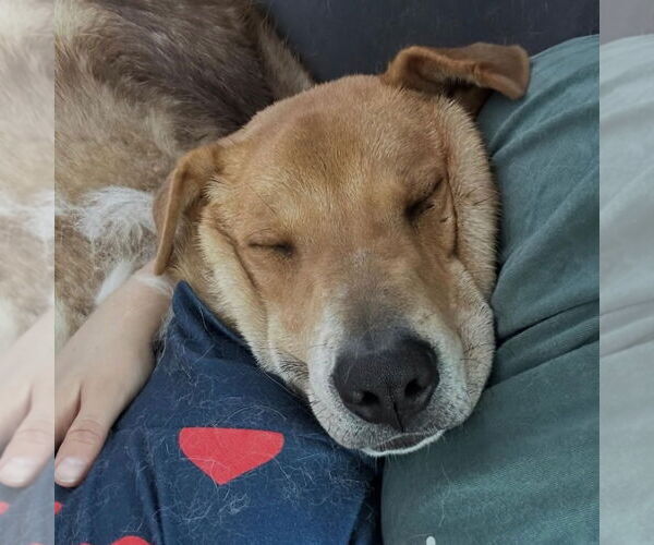 Medium Photo #2 Retriever -Unknown Mix Puppy For Sale in Canton, CT, USA