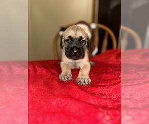 Mastiff Puppy for Sale in HOWELL, Michigan USA