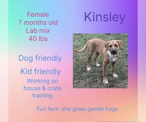 Labrador Retriever-Unknown Mix Dogs for adoption in New Oxford , PA, USA