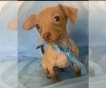 Small Chihuahua