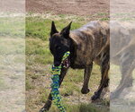 Small #5 Holland Shepherd Mix