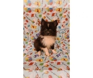 American Eskimo Dog Puppy for sale in CLARKSVILLE, TN, USA