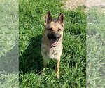 Small #1 German Shepherd Dog