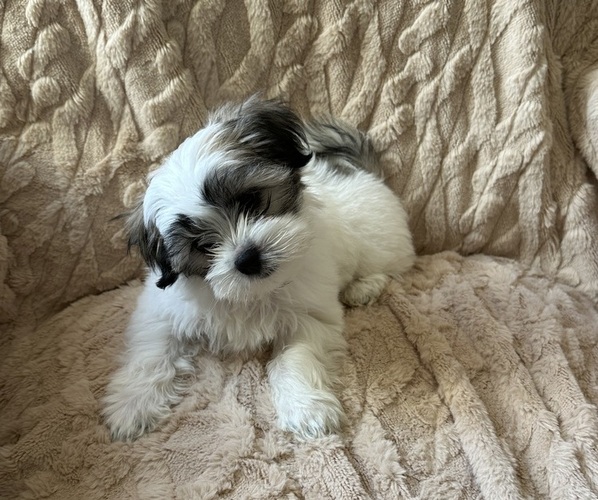 Medium Photo #1 Mal-Shi Puppy For Sale in ROGERS, MN, USA