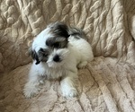 Puppy Forrest Frank Mal-Shi