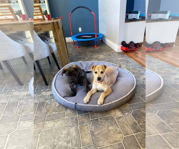 Medium Photo #7 English Mastweiler Puppy For Sale in Oro Medonte, Ontario, Canada