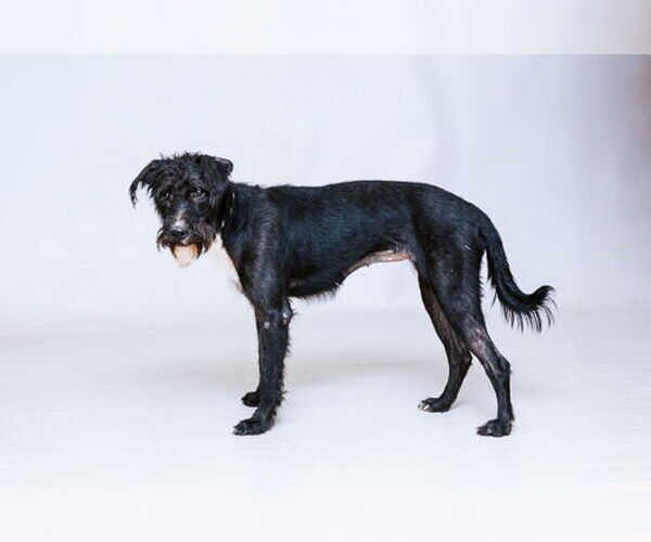 Medium Photo #1 Mutt Puppy For Sale in Sanford, FL, USA
