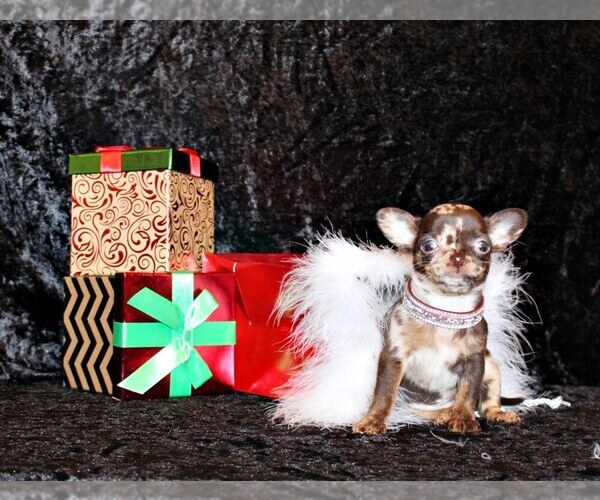 Medium Photo #25 Chihuahua Puppy For Sale in CHARLESTON, AR, USA