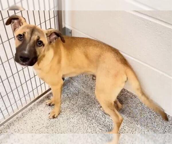 Medium Photo #3 Black Mouth Cur-Unknown Mix Puppy For Sale in Houston, TX, USA
