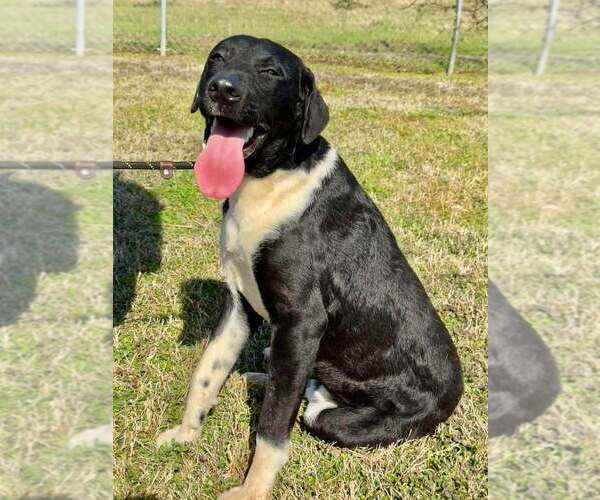 Medium Photo #7 Mutt Puppy For Sale in Abbeville, LA, USA