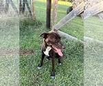 Small #7 American Pit Bull Terrier-Labrador Retriever Mix
