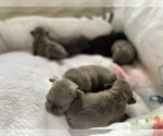 Small Photo #5 French Bulldog Puppy For Sale in DANIA, FL, USA