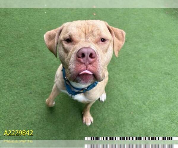Medium Photo #4 American Pit Bull Terrier Puppy For Sale in West Palm Beach, FL, USA