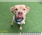 Small #3 American Pit Bull Terrier