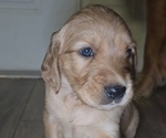 Puppy Purple Golden Irish-Golden Retriever Mix