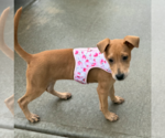 Small #3 Labrador Retriever Mix