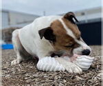 Small #4 American Pit Bull Terrier Mix