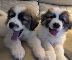 Great Pyrenees Litter for sale in WELLINGTON, OH, USA