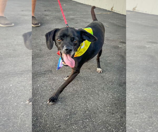 Medium Photo #7 Puggle Puppy For Sale in Newport Beach, CA, USA