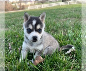 Alaskan Klee Kai Puppy for sale in WILLIAMSBURG, OH, USA