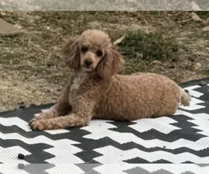 Mother of the Poodle (Miniature) puppies born on 05/16/2025