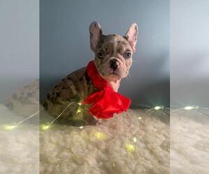 French Bulldog Puppy for sale in BOSTON, MA, USA