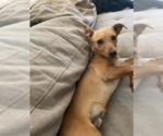 Small Photo #1 Dachshund-Unknown Mix Puppy For Sale in Cranston, RI, USA