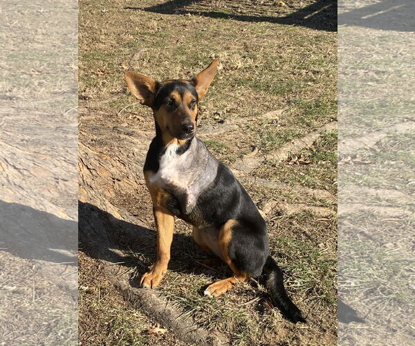 Medium Photo #1 Mutt Puppy For Sale in Hillsboro, MO, USA