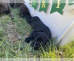 Small Photo #5 Labrador Retriever Puppy For Sale in MADISON, NC, USA
