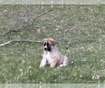 Small #15 Alaskan Husky-Saint Bernard Mix