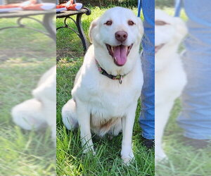 Labrador Retriever-Unknown Mix Dogs for adoption in Wetumpka, AL, USA