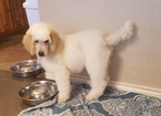 Small Photo #7 Poodle (Standard) Puppy For Sale in NEW BERLIN, TX, USA