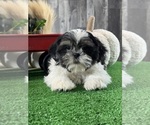 Small #4 Shih Tzu