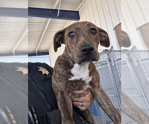 Mutt Dogs for adoption in Bakersfield, CA, USA