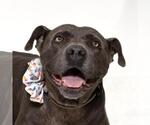 Small American Pit Bull Terrier